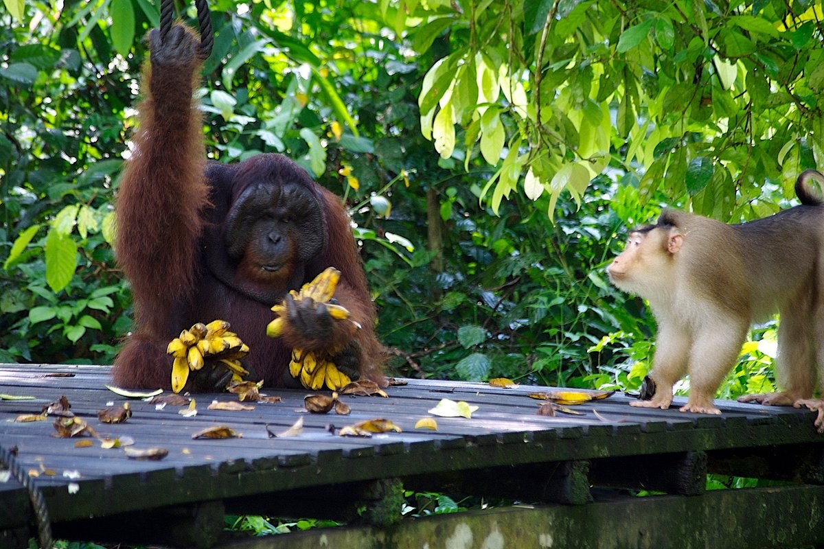 Sepilok Orangutan Rehabilitation Centre: Morning Feeding