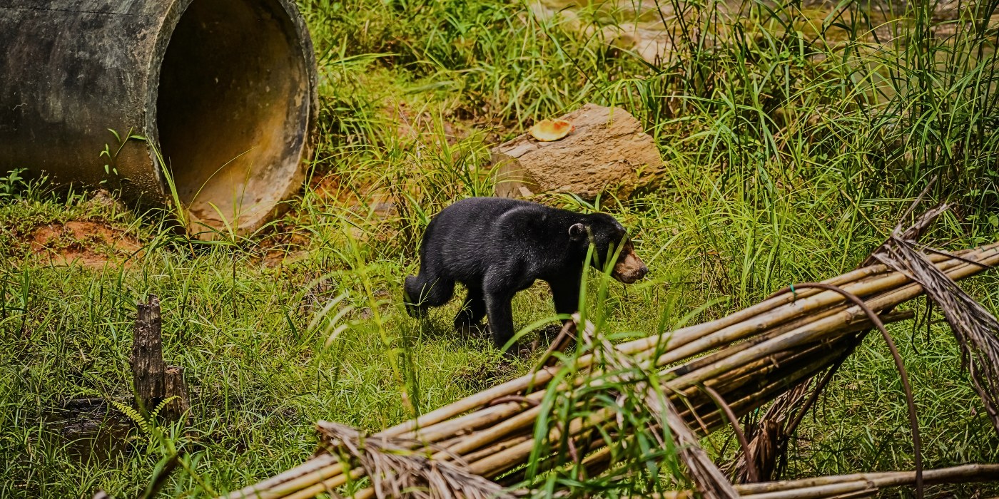 Bornean Sun Bear Conservation Centre: Behind-the-Scenes Access