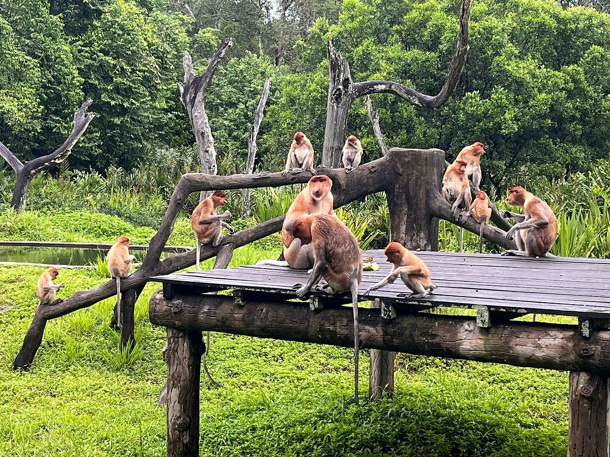 Labuk Bay Proboscis Monkey Sanctuary: Private Guided Visit