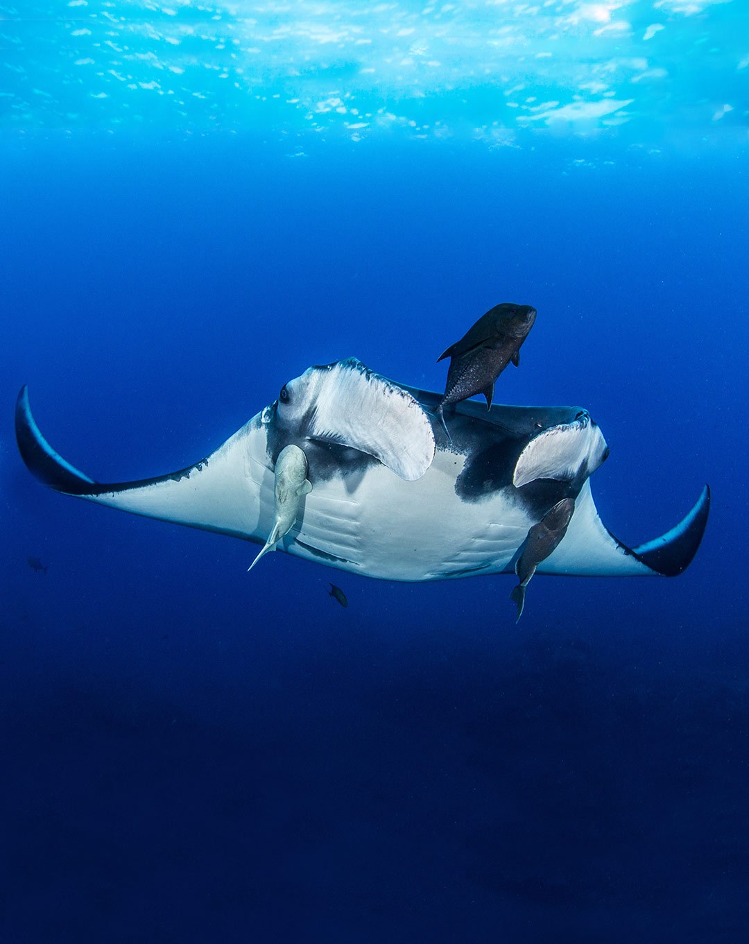 Private Manta Ray Encounter: Arborek & Manta Sandy