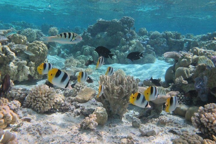 Vanimo Reef Snorkel & Pristine Coral Garden by Private Boat