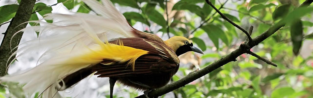 Birdwatching at Dawn: Birds-of-Paradise in Their Natural Habitat