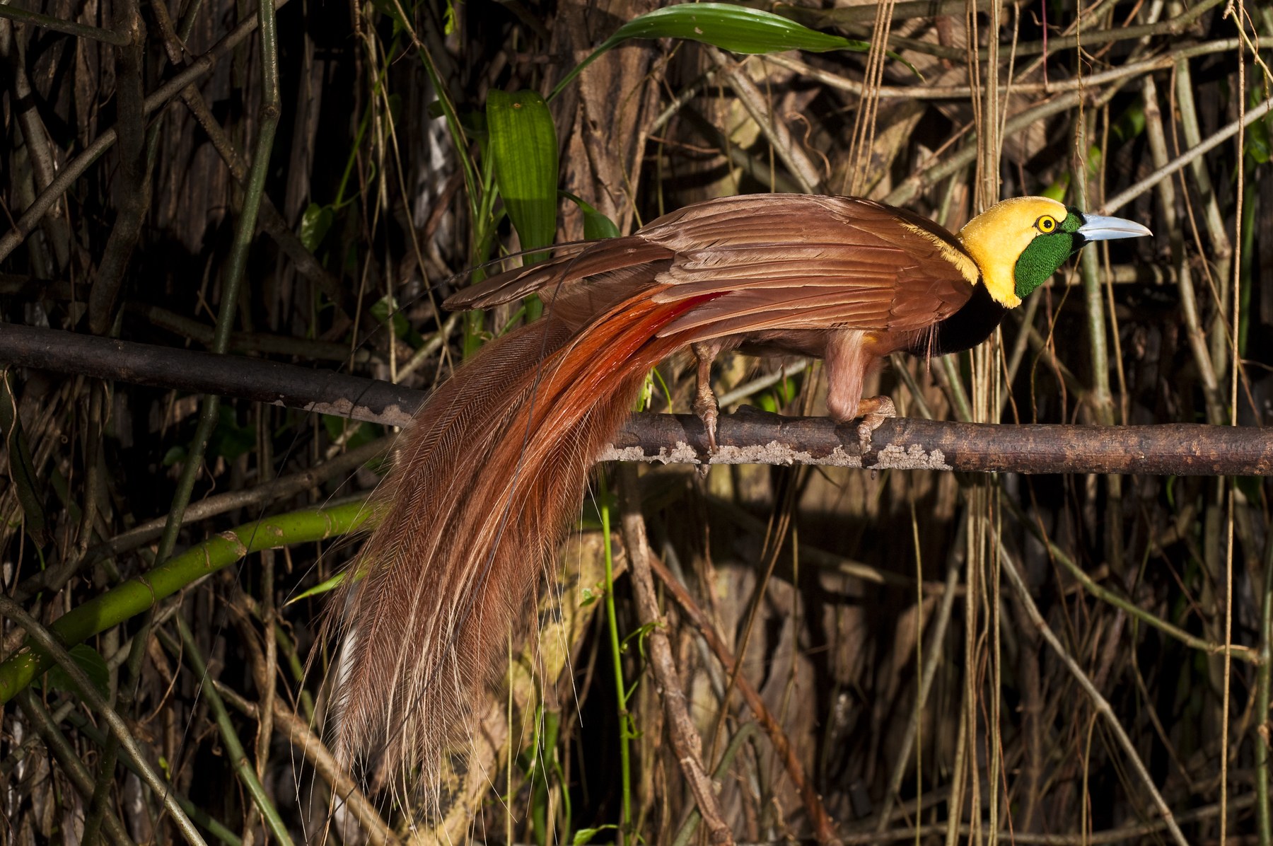 Private Bird of Paradise Dawn Safari in Varirata National Park
