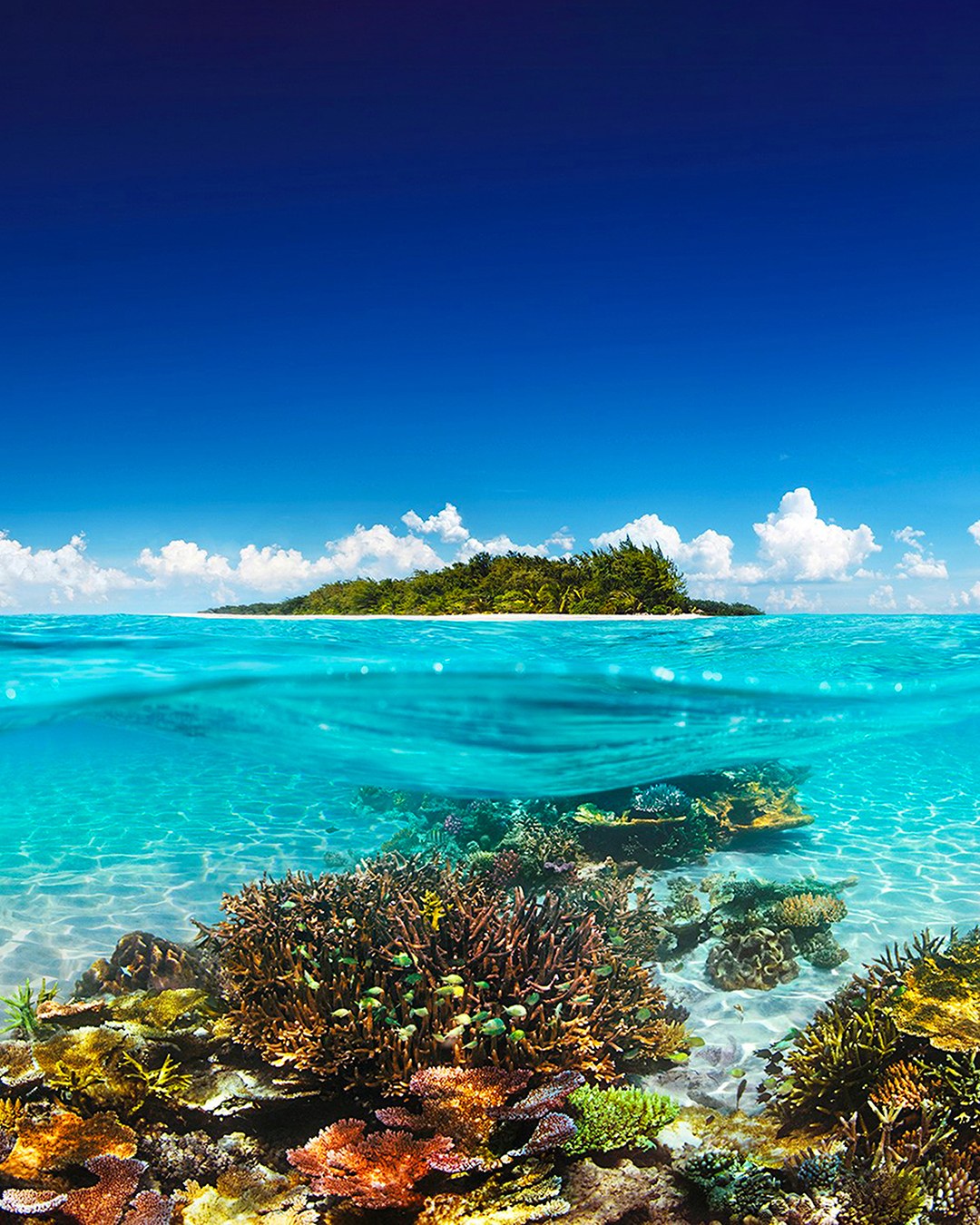 Conflict Islands: Private Snorkel & Pristine Coral Picnic