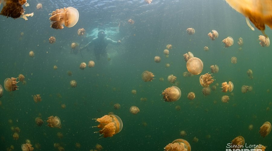 Lenmakana Stingless Jellyfish Lake: Snorkel Among Thousands