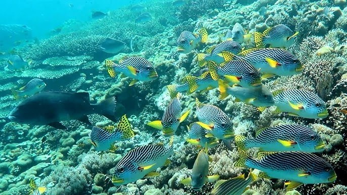 Sawandarek Jetty: Private Guided Snorkel on Living Coral Walls