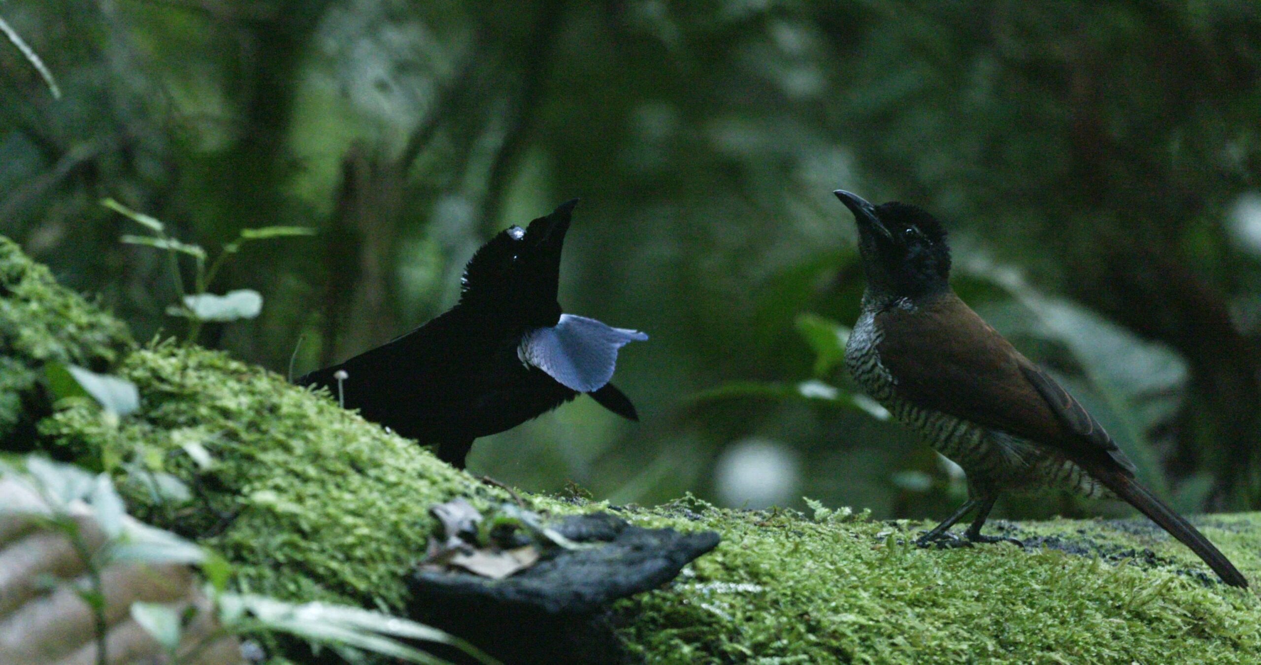 Bird of Paradise Odyssey: Arfak Mountains Dawn Trek
