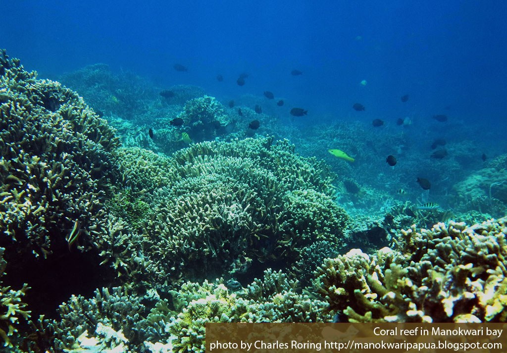 Mansinam Island: Sacred History & Coral Garden Snorkel