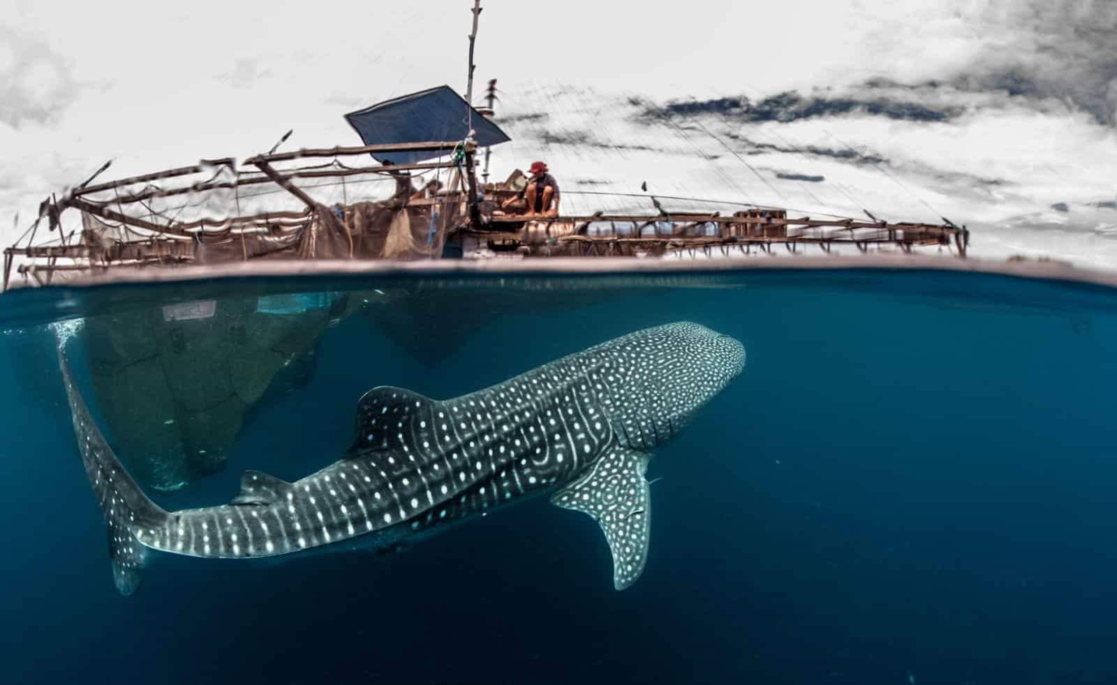 Triton Bay: Private Liveaboard Dive & Whale Shark Encounter