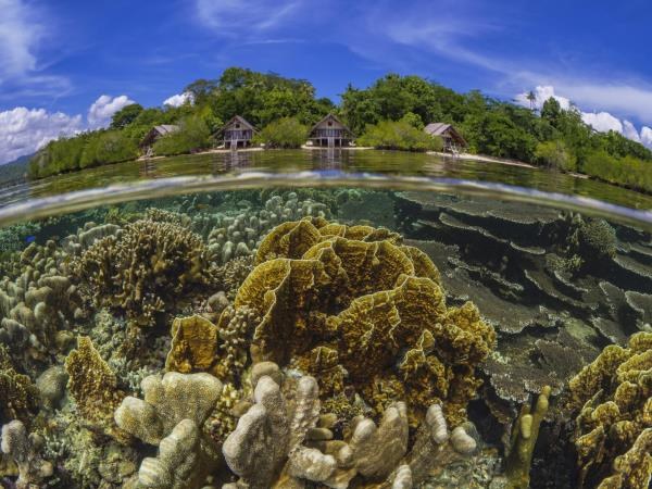 Triton Bay Snorkel Safari: Pristine Reefs & Mangrove Secrets
