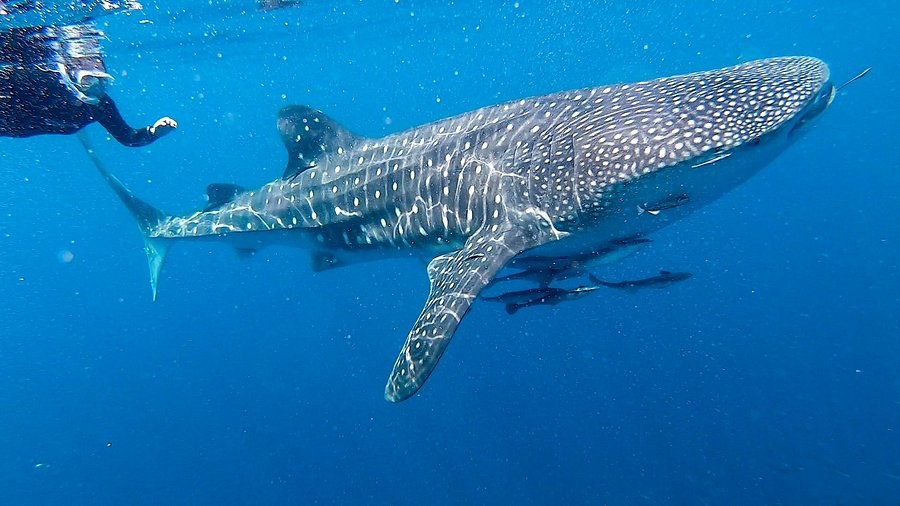 Swim with Whale Sharks at Kwatisore Bay — Private Guide