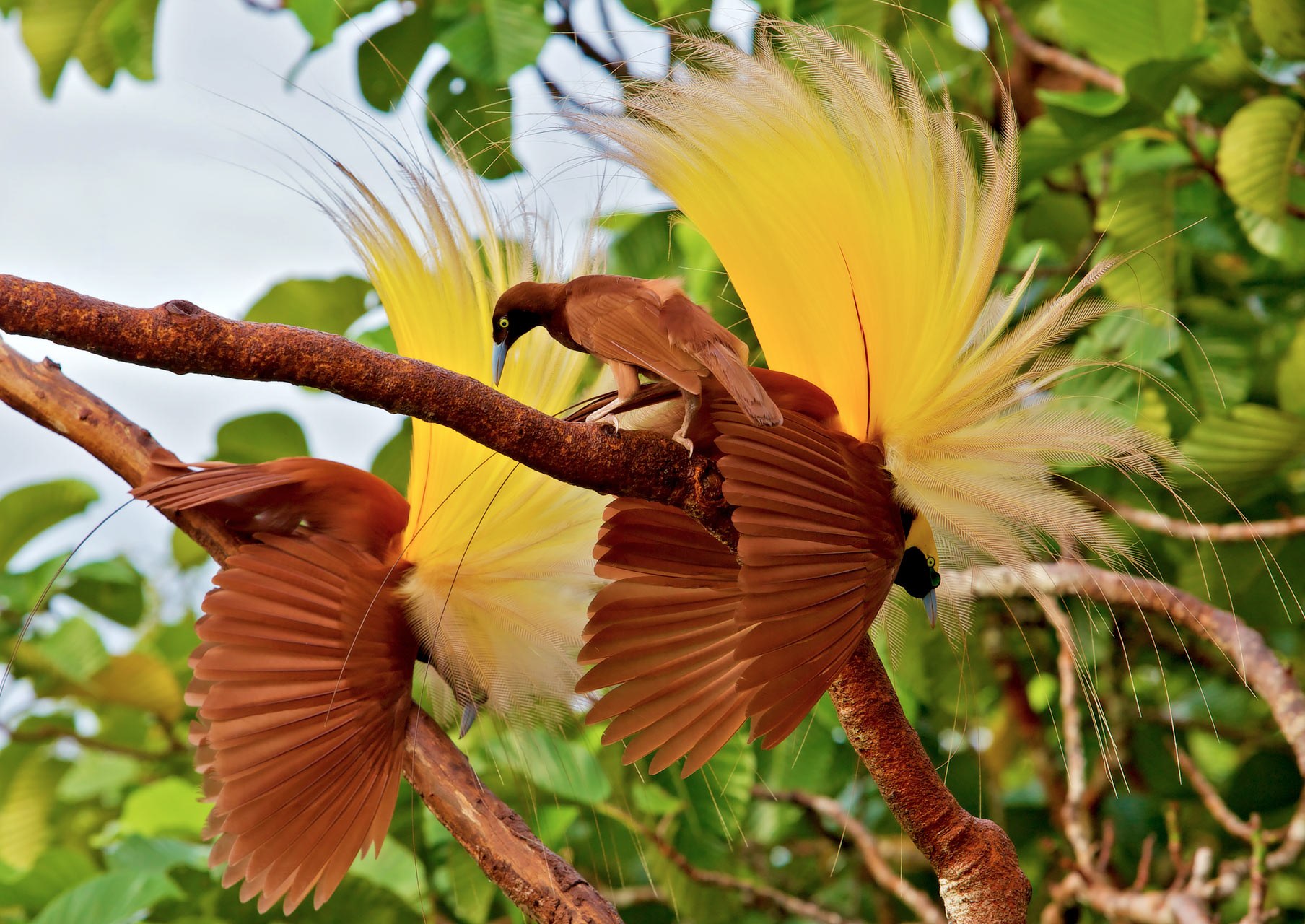 Rainforest Trek to Cenderawasih's Birds-of-Paradise Habitat