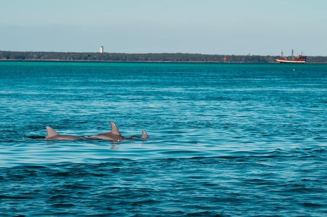 Emerald Coast Dolphin Encounter: Private Eco-Charter