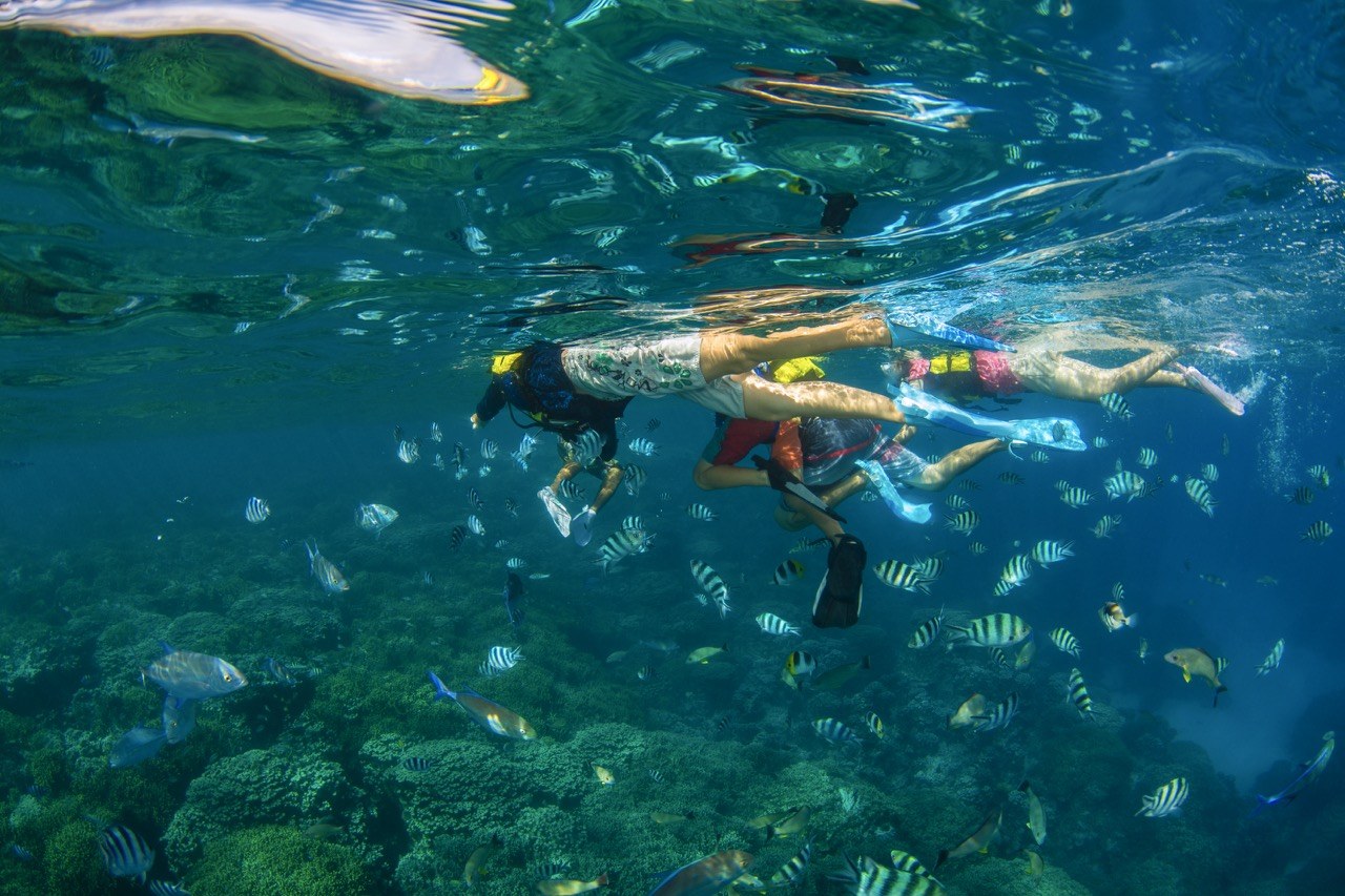 Snorkeling the Gulf Islands: Guided Reef & Wreck Dive