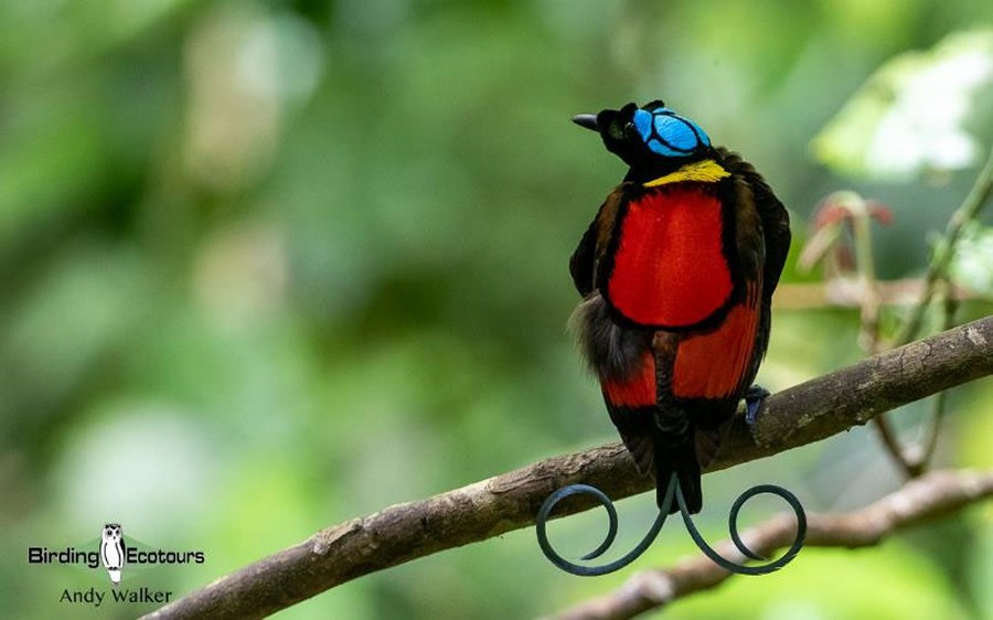Birdwatching at Dawn — Birds-of-Paradise in Papuan Forest