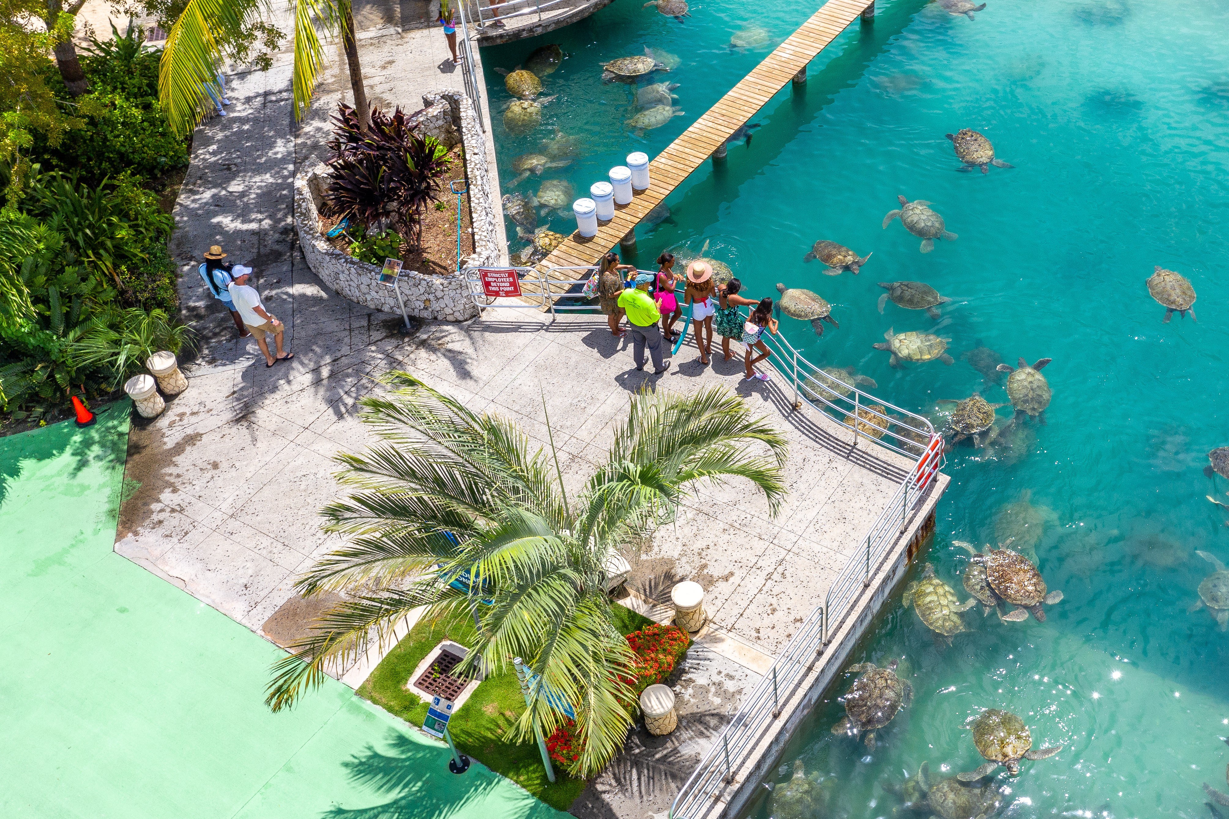 Cayman Turtle Conservation Centre: Private Behind-the-Scenes Tour