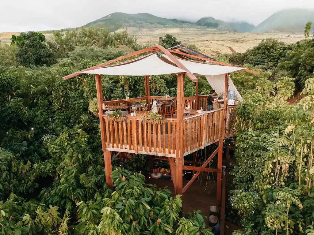 Machala's Banana & Cacao Estate: Farm-to-Table Luxury Tasting