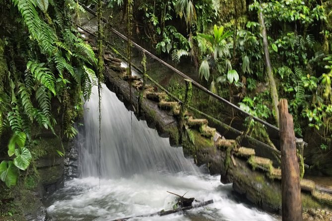 Mindo Cloud Forest: Butterflies, Birds & Waterfalls