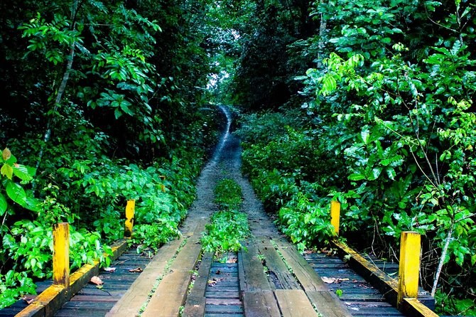 Soberania National Park: Private Rainforest & Pipeline Road Birding