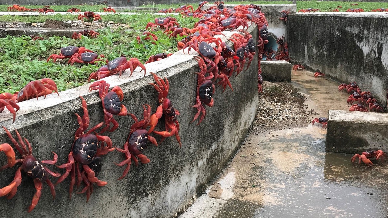 Red Crab Migration: Private Guided Wildlife Walk