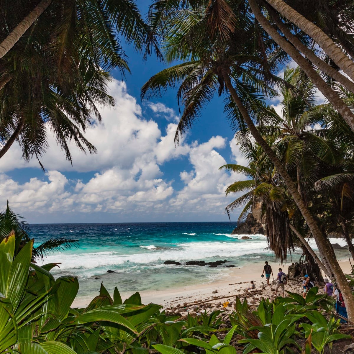 Dolly Beach: Private Rainforest & Turtle Nesting Walk