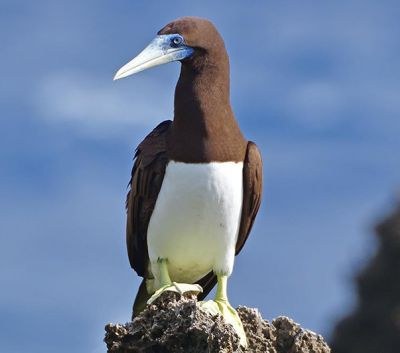 Expert Birdwatching: Abbott's Booby & Frigatebird Forest Tour