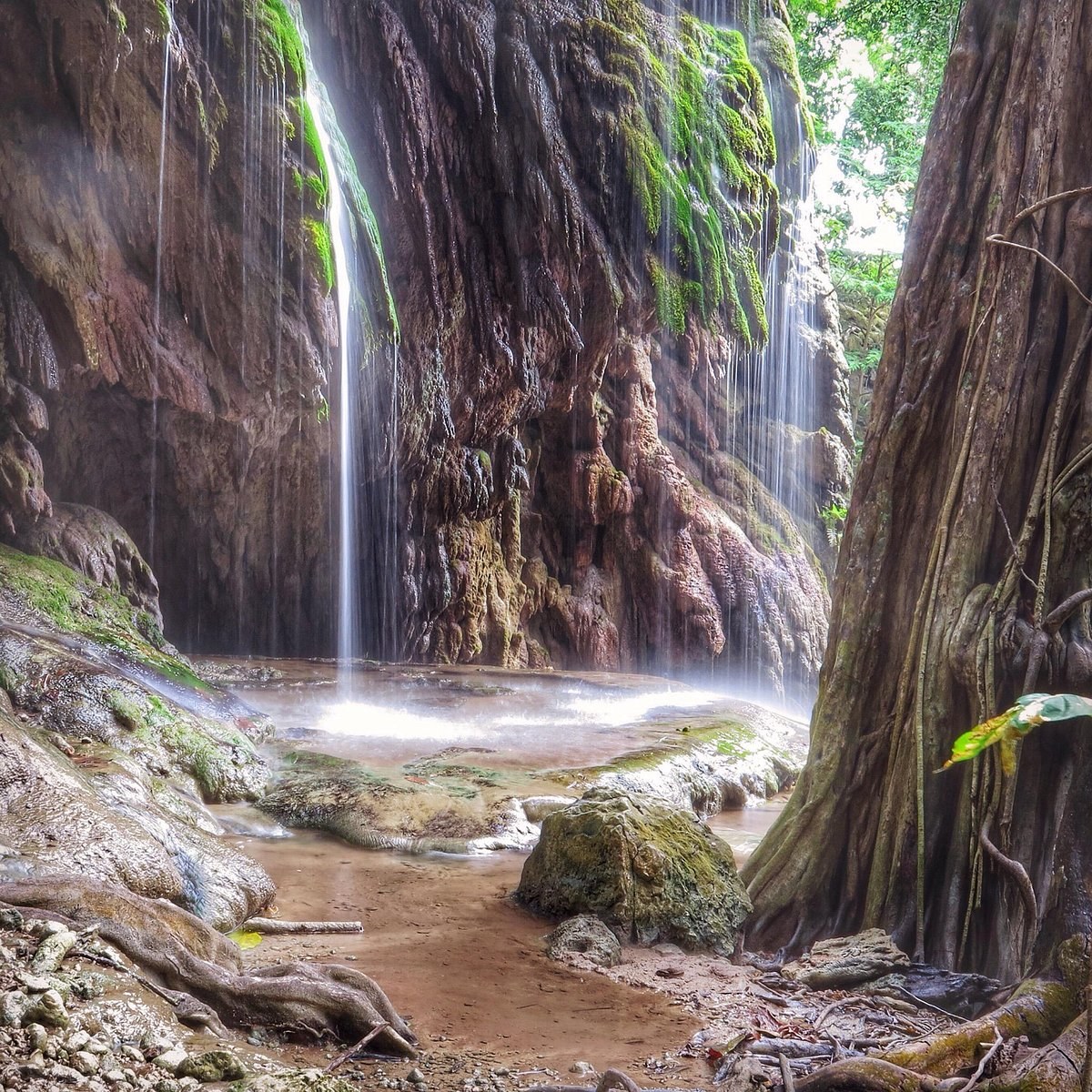 The Dales Rainforest & Waterfall: Guided Nature Hike