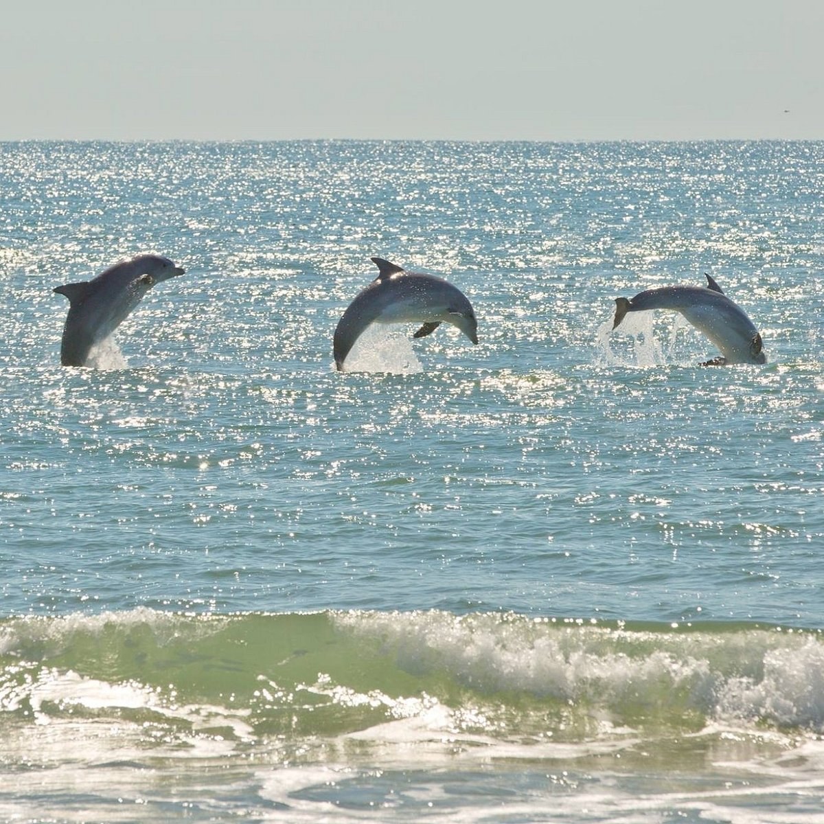 Virginia Beach Dolphin & Coastal Wildlife Expedition
