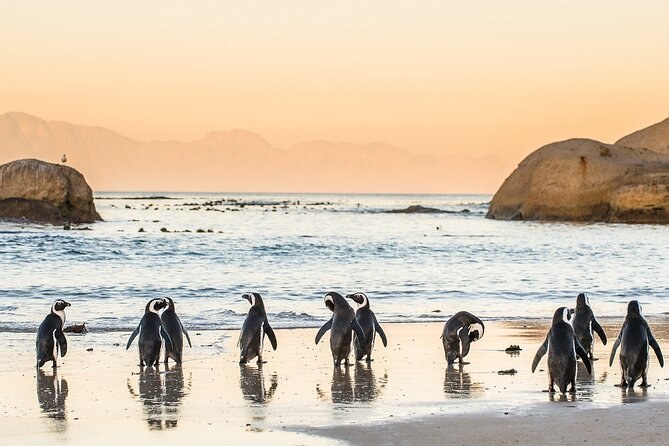 Cape Town: Private Cape Peninsula & Boulders Beach Safari