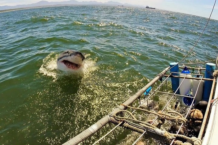 White Shark Africa: Great White Shark Cage Diving