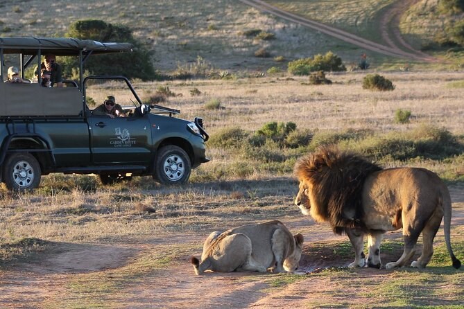 Garden Route Game Lodge: Big Five Open-Vehicle Safari