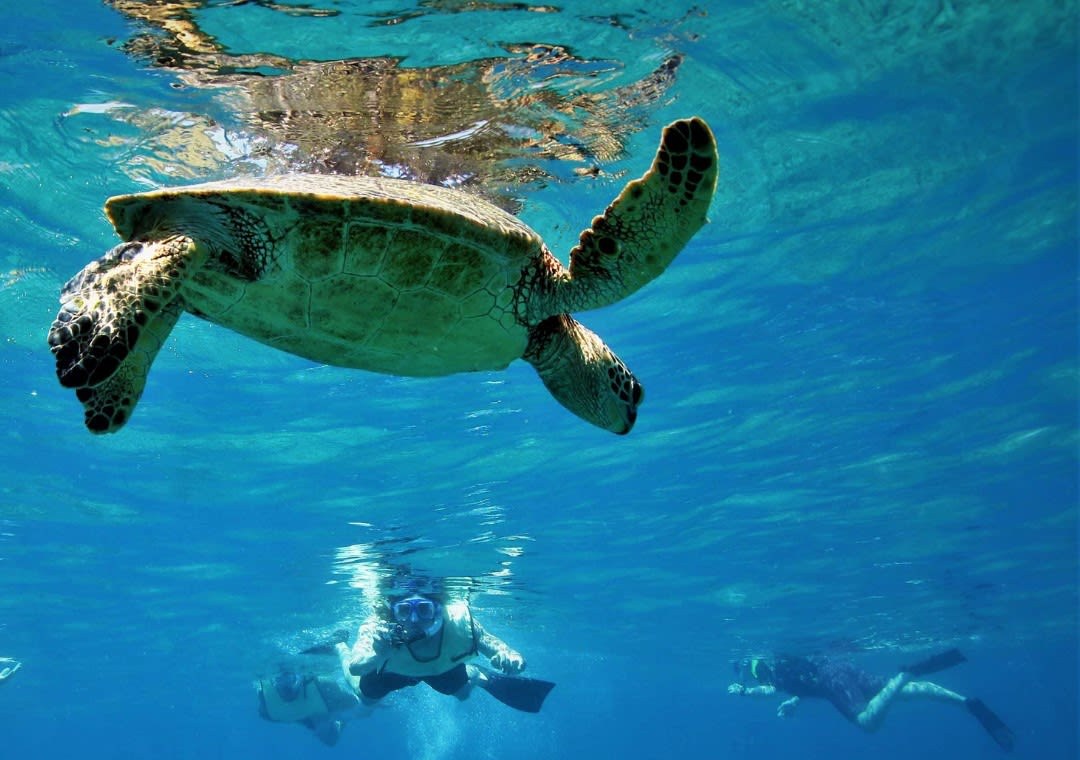 Saint-Gilles-les-Bains: Lagoon Snorkel & Creole Rum Estate