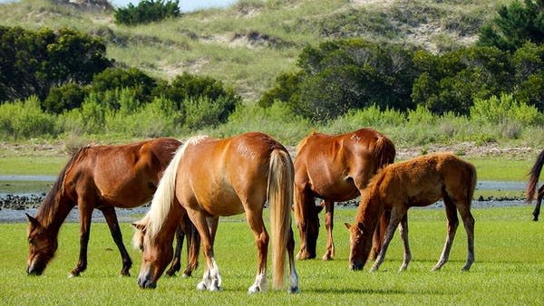 Wild Horse & Shackleford Banks Private Safari by Boat