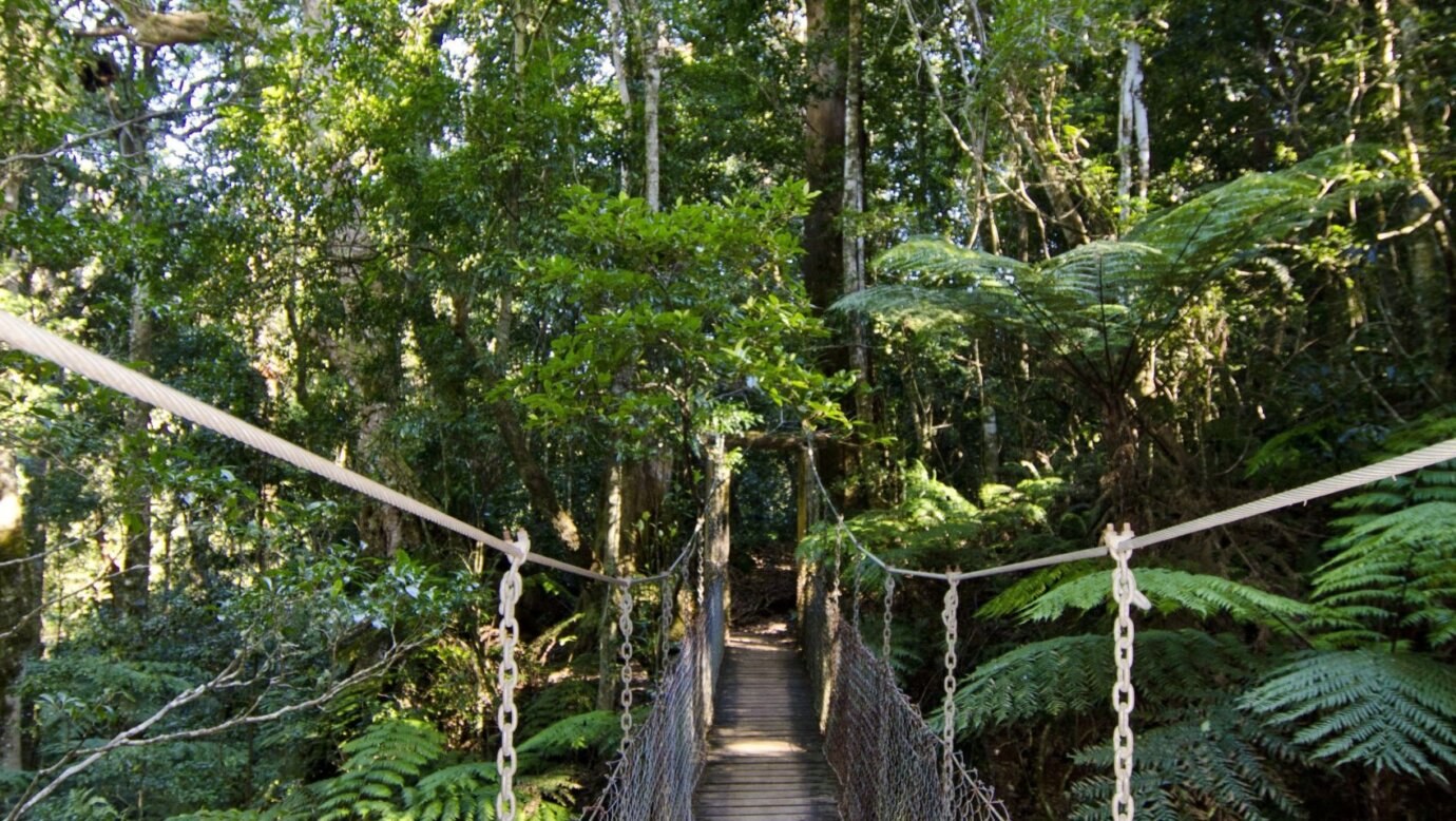 O'Reilly's Green Mountains: Rainforest Treetop Walk & Glow Worms