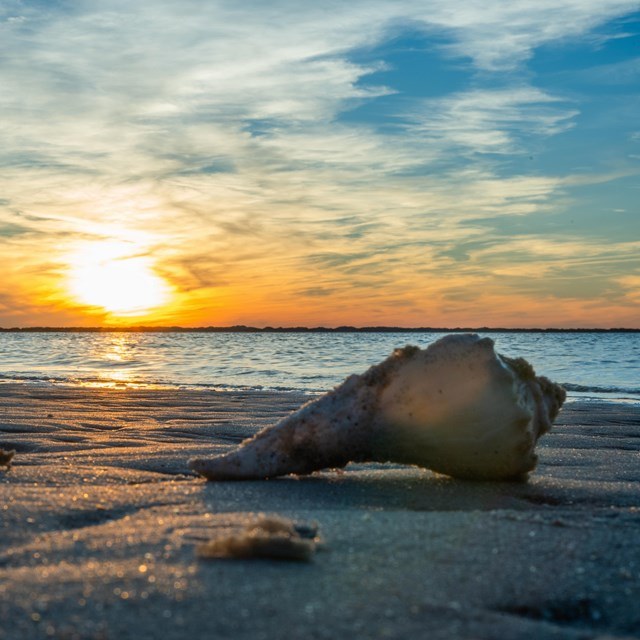 Cape Lookout National Seashore Private Beach Day & Shelling