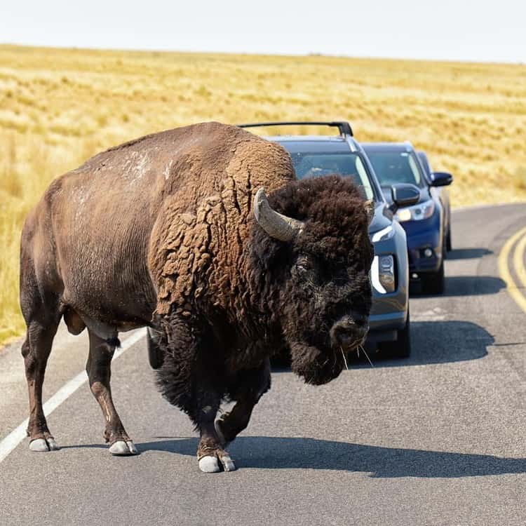 Antelope Island Bison & Wildlife Safari: Private 4x4 Expedition