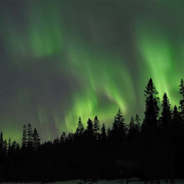 Northern Lights Wilderness Tour by Private Car with Swedish Treats