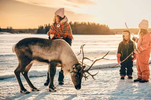 Reindeer Encounter & Sámi Cultural Experience