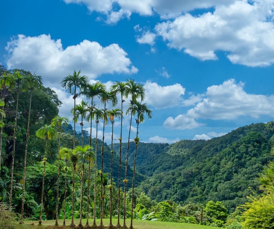 Jardin de Balata: Treetop Walkway & Tropical Eden