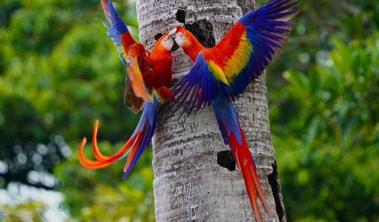 Wildlife & Birdwatching Walk: Scarlet Macaws & Sea Turtles of Île Royale