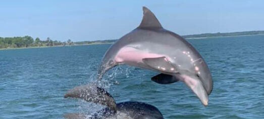 Babitonga Bay Private Yacht: Islands, Dolphins & Mangroves