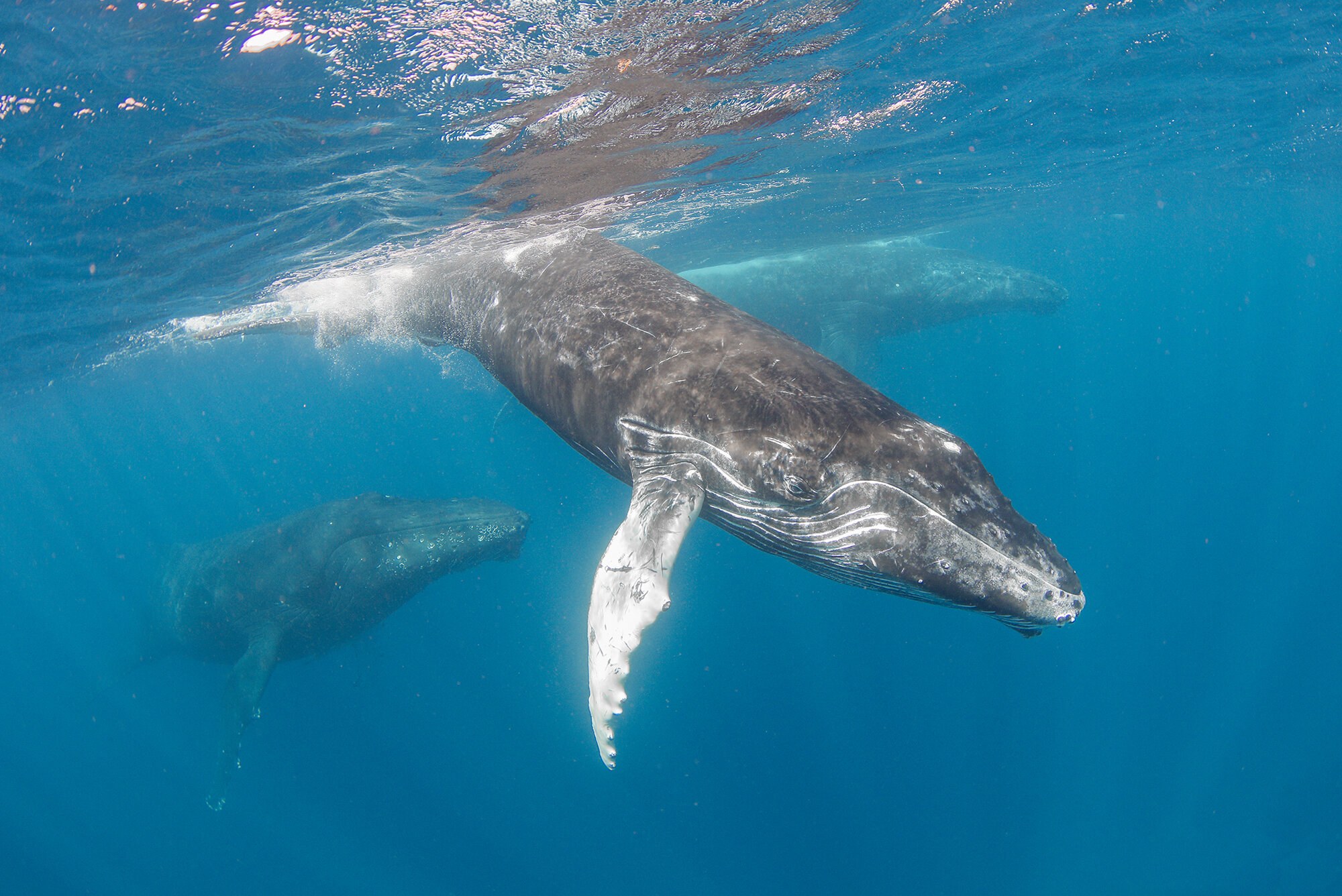 Tonga's Ha'apai: Private Humpback Whale Swim Expedition