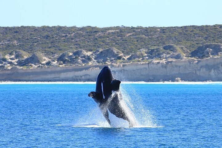 Southern Right Whale Watching: Fowlers Bay Boat Cruise
