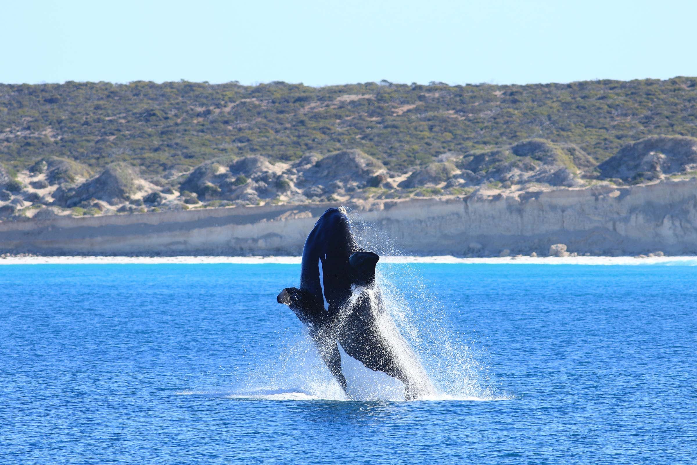 3-Day Small-Group Whale Watching & Nullarbor Wilderness Immersion