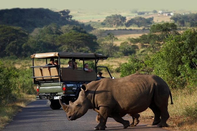 Hluhluwe-iMfolozi: Private Small-Group Big Five Safari