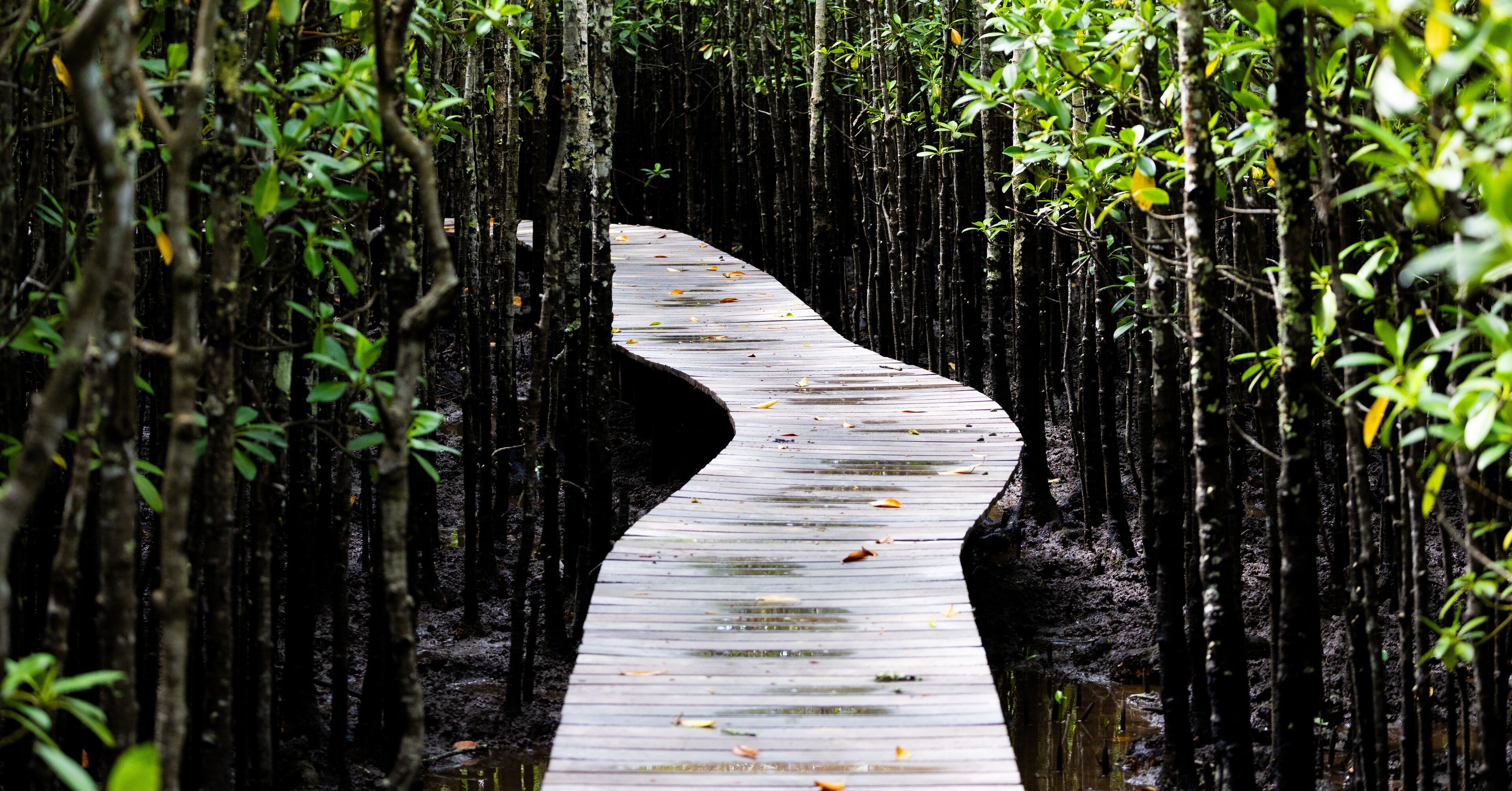 Mtunzini Mangrove Forest & Raffia Palm Boardwalk Walk