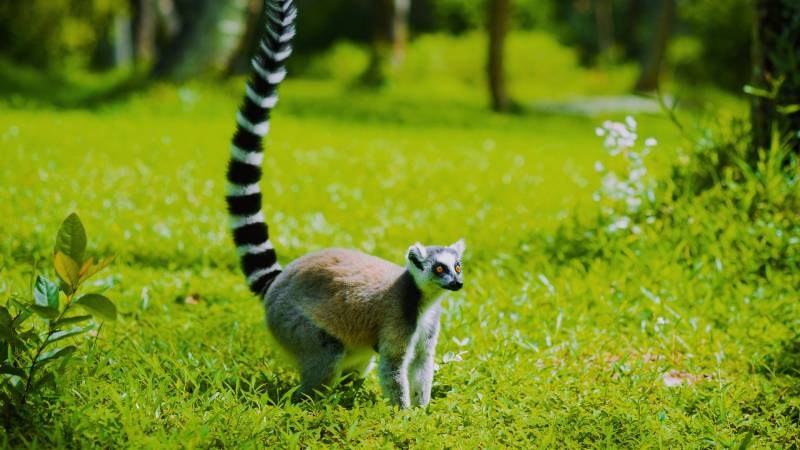 Nahampoana Reserve: Private Lemur Encounter & Tropical Garden Walk