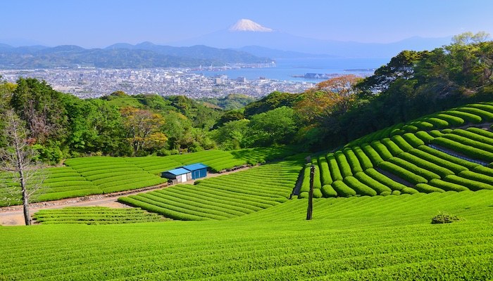 Nihondaira Plateau: Tea Fields, Ropeway & Fuji Views
