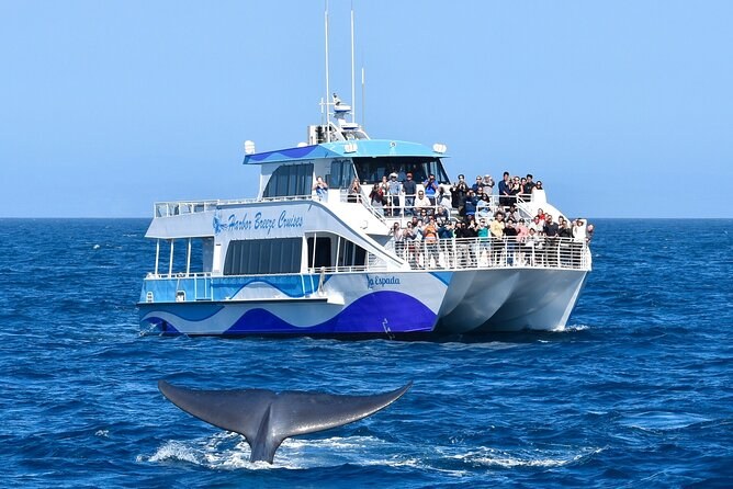 Guided Whale Watching: Blue Whales & Dolphins at Sea