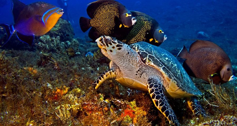 Private Cozumel Reef Dive: Palancar & Columbia Wall